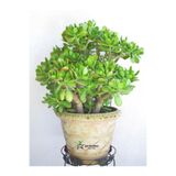 Bitkim Sende Yeşim Bitkisi (Crassula Ovata) Saksıda Canlı 15-25 cm