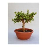 Bitkim Sende Yeşim Çiçeği (Portulacaria Afra), 15-30 cm, İç Mekan Ofis Bitkisi