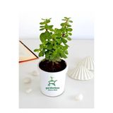 Bitkim Sende Yeşim Para Çiçeği, 1 Adet, Dekoratif Canlı Bitki, 10-15 cm, Crassula