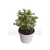 Bitkim Sende Yeşim Para Çiçeği, 20-30 cm, Saksılı, Yenilebilir, Salon Bitkisi