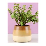 Bitkim Sende Yeşim Para Çiçeği Formlu, 20-30 cm, Saksılı, Salon Bitkisi, 1 Adet