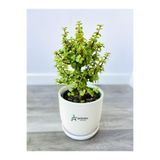 Bitkim Sende Yeşim Para Çiçeği (Portulacaria afra) 15-30 cm Saksılı Yenilebilir Salon Bitkisi