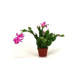 Bitkim Sende Yılbaşı Çiçeği Fidanı, 5-20cm Saksılı, Poinsettia, Kırmızı