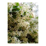 Bitkim Sende Yoğun Kokulu Arap Yasemin Çiçeği, 40-50 cm, Saksılı, Star Jasmine