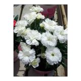 Bitkim Sende Yoğun Kokulu Beyaz Karanfil Çiçeği, 1 Adet Saksılı, 15-30 cm, Dianthus Caryophyllus