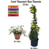 Bitkim Sende Yoğun Kokulu Izmir Yasemini+Sarı Yasemin Fidanı 2'li Bahçe Bitki Seti