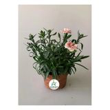 Bitkim Sende Yoğun Kokulu Krem Karanfil Çiçeği Bodur Cins Saksılı 15-25cm