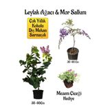 Bitkim Sende Yoğun Kokulu Leylak Ağacı Fidanı+Mor Salkım Ağacı Fidanı Mezem Çiçeği Hediyeli Peyzaj Seti