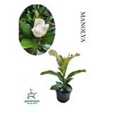 Bitkim Sende Yoğun Kokulu Manolya Ağacı Fidanı, Saksılı, 30-60cm, Bahçe Bitkisi