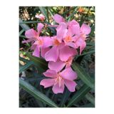 Bitkim Sende Zakkum Fidanı, Pembe, Tüplü