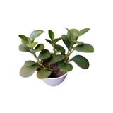 Bitkim Sende Zümrüt Dalgası Sarmaşık Bitkisi, Peperomia, 1 Adet Saksılı