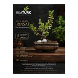 BitkiTÜRK Afra Yeşim Bonsai | Özel Beton Bonsai Saksısında Canlı Sukulent | 20-25 cm | Dekoratif Masaüstü Bitkisi