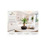 BitkiTÜRK Beton Saksıda İthal Madagaskar Palmiyesi 30/40cm salon bitkisi