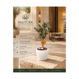BitkiTÜRK Doğal Zeytin Bonsai Ağacı El Yapımı Beyaz Beton Saksıda Portakal Dilimli Dekoratif Bitki