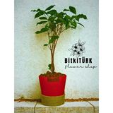Bitkitürk Ficus Bonsai Topraksız Bakım Kil Bilye