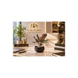 BitkiTÜRK 🌿 İthal Calathea Dua Çiçeği | Özel Tasarım Beton Saksıda | Premium Seri | Ev & Ofis Dekorasyonu