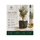 BitkiTÜRK İthal Zeytin Bonsai Adayı – Kütük Görünümlü Beton Saksıda, Zeytinyağı Tüpü Dekorlu Doğal Tasarım