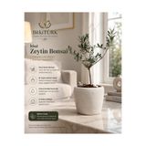 BitkiTÜRK İthal Zeytin Bonsai Beton Saksıda Dekoratif Salon Ofis Balkon Bitkisi Canlı Zeytin Ağacı