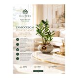 BitkiTÜRK İthal Zeze Zamia Beton Saksıda lav taşı ve portakal dilimi dekorlu hediye salon bitkisi