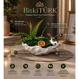 BitkiTÜRK 🌿 Yapay Aşk Merdiveni ve Stabilize Yosun Dekoru Hediyeli Dekoratif Saksı – Masaüstü Yapay Bitki Dekoru, Ev ve Ofis Dekorasyonu, Hediyelik Ürün