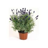 bitkiyeri Lavandula Angustifolia Saksılı Lavanta Fidesi Fidanı 10-20 cm