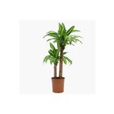 Bizgetiriyoruz Dracaena Fragrans Massengena - 2 Gövdeli - Ev Ofis Salon Iç Mekan Bitkisi - 110 Cm