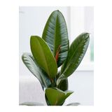 Bizgetiriyoruz Ficus Robusta Ikili Kauçuk Çiçeği 2'li Elastica 85 - 95 CM