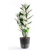 Bizim Bahçe Çiçekçilik Canlı Beyaz Dendrobium Bambu Orkide Çiçeği 02