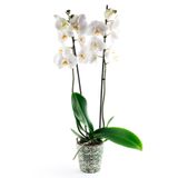 Bizim Bahçe Çiçekçilik Canlı Çift Dal Phalenopsis Beyaz Orkide Çiçeği 02