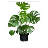 Bizim Bahçe Çiçekçilik Monstera Deliciosa Deve Tabanı Bitkisi 40-50 Cm