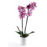Bizim Bahçe Çiçekçilik Phalaenopsis Magic Art Orkide Çiçeği 60-70 Cm 2 Dallı Canlı Çiçek Bb0001
