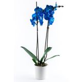 Bizim Bahçe Çiçekçilik Phalenopsis Mavi Orkide Çiçeği 70-80 cm 2 Dallı Canlı Çiçek Bb0001
