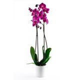 Bizim Bahçe Çiçekçilik Yosun Çiçekçilikten Mor Orkide Çiçeği 70-80 Cm 2 Dallı Canlı Çiçek