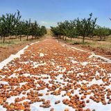 Bizim Yöre 1 kg Jumbo İri Gün Kurusu Kayısı