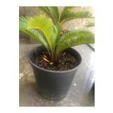 black leo Cycas Sikas Japon Palmiyesi 30-40 Cm