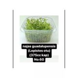 Black Mountian Aquatic Akvaryum Bitkisi 1 Paket Canlı Lepistes Otu (375Cc Kapta)