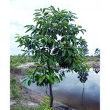 Black Sapote Fidanı 6 Yaş 170 Cm