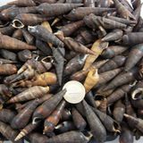 Black Terebra Kiloluk Deniz Kabuğu 1 KG