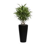 Bliss Lilyum Dekoratif Çizgili Saksı Vazo & Şemsiyelik Siyah Renk 58 cm (İçliksiz)