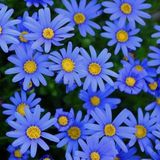 Blue Aster Çiçeği TOHUMU(100 Tohum)