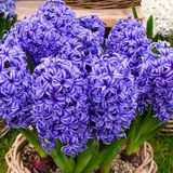 Blue Jacket Hyacinthus Oriantalis Koyu Mavi Sümbül Soğanı 3 Ade