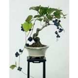 Blueberry Bonzai Ağacı Ekim Seti 5 Adet Tohum Saksı Toprak Kombin