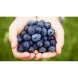 Blueberry Yaban Mersini Tohumu 25+ Tohum
