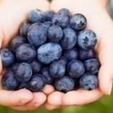 Blueberry Yaban Mersini Tohumu 25+ Tohum