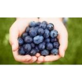 Blueberry Yaban Mersini Tohumu