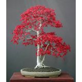 Bodur Acer Rubrum Bonsai Ağacı Tohumu 5 Tohum + Bonsai Toh