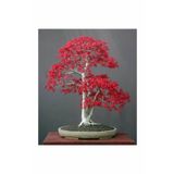 Bodur Acer Rubrum Bonzai Ağacı Tohumu 5 Adet Bonsai Ağacı Tohumu