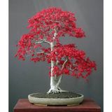 Bodur Acer Rubrum Bonzai Ağacı Tohumu Ekim Seti 5 Tohum +Saksı+To