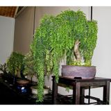 Bodur Akasya Bonsai Ağacı Tohumu (Saksı Toprak Seti)