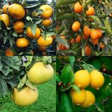 Bodur Aşılı Yediveren-Limon-Portakal-Kamkat-Mandalina Fidanı(4'lü Paket)
